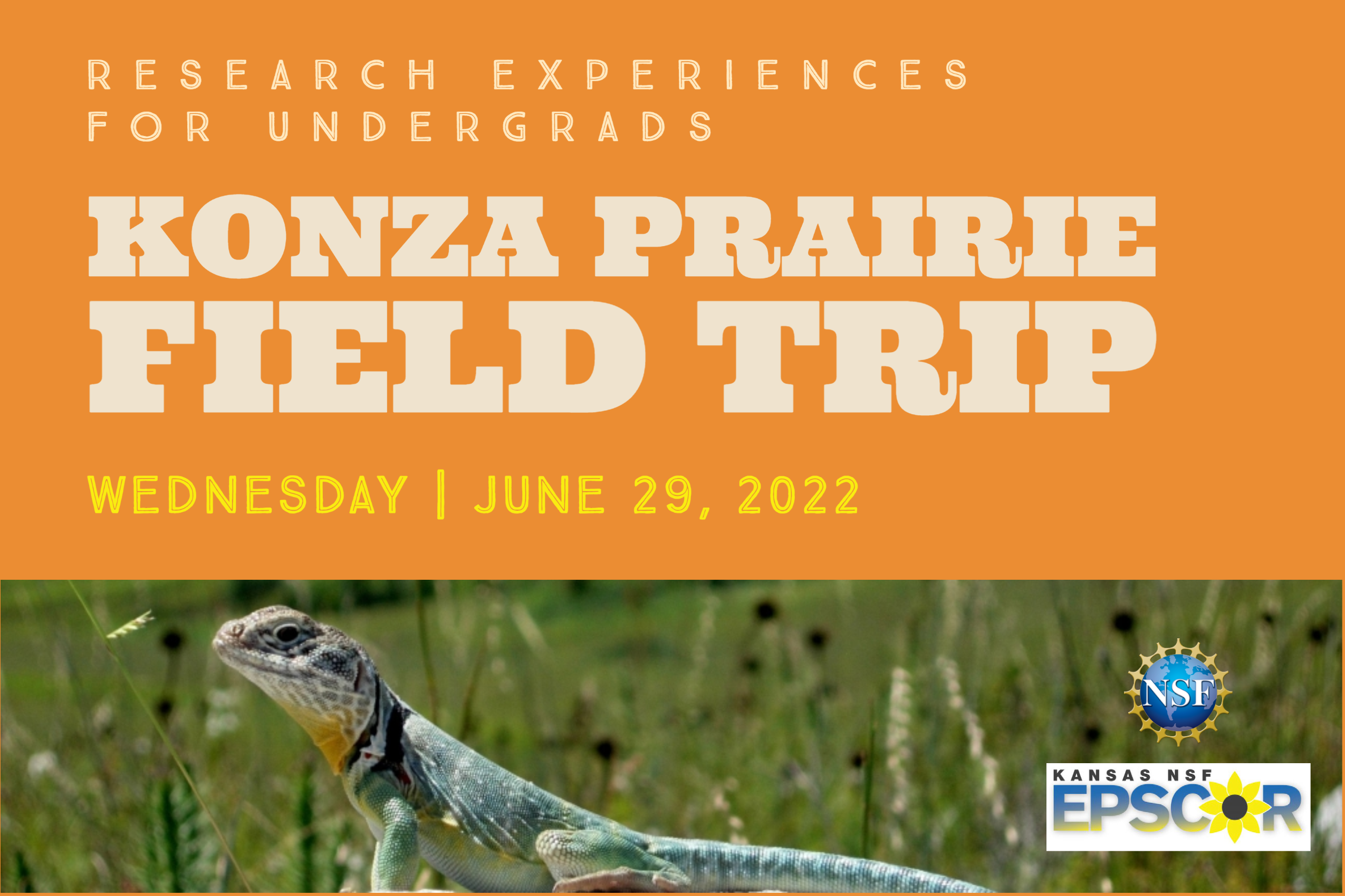 Konza prairie field trip image of lizard